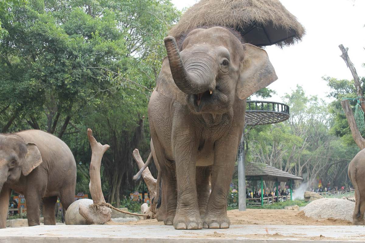 Слоны в Chimelong Safari