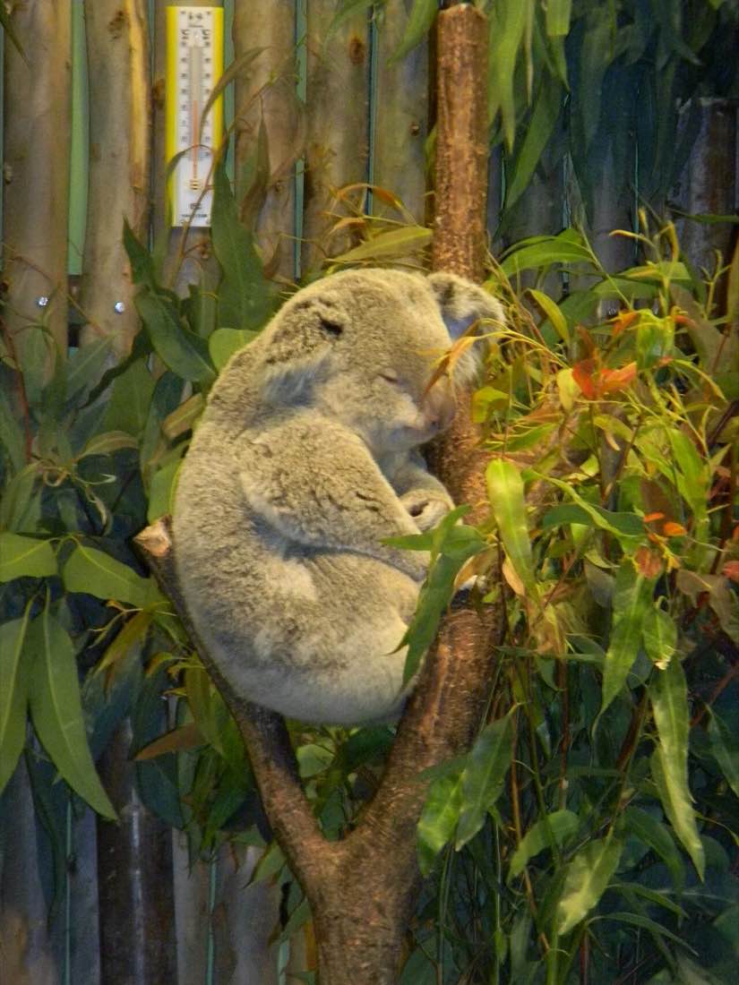 Коала в развилке ветки среди листьев эвкалипта